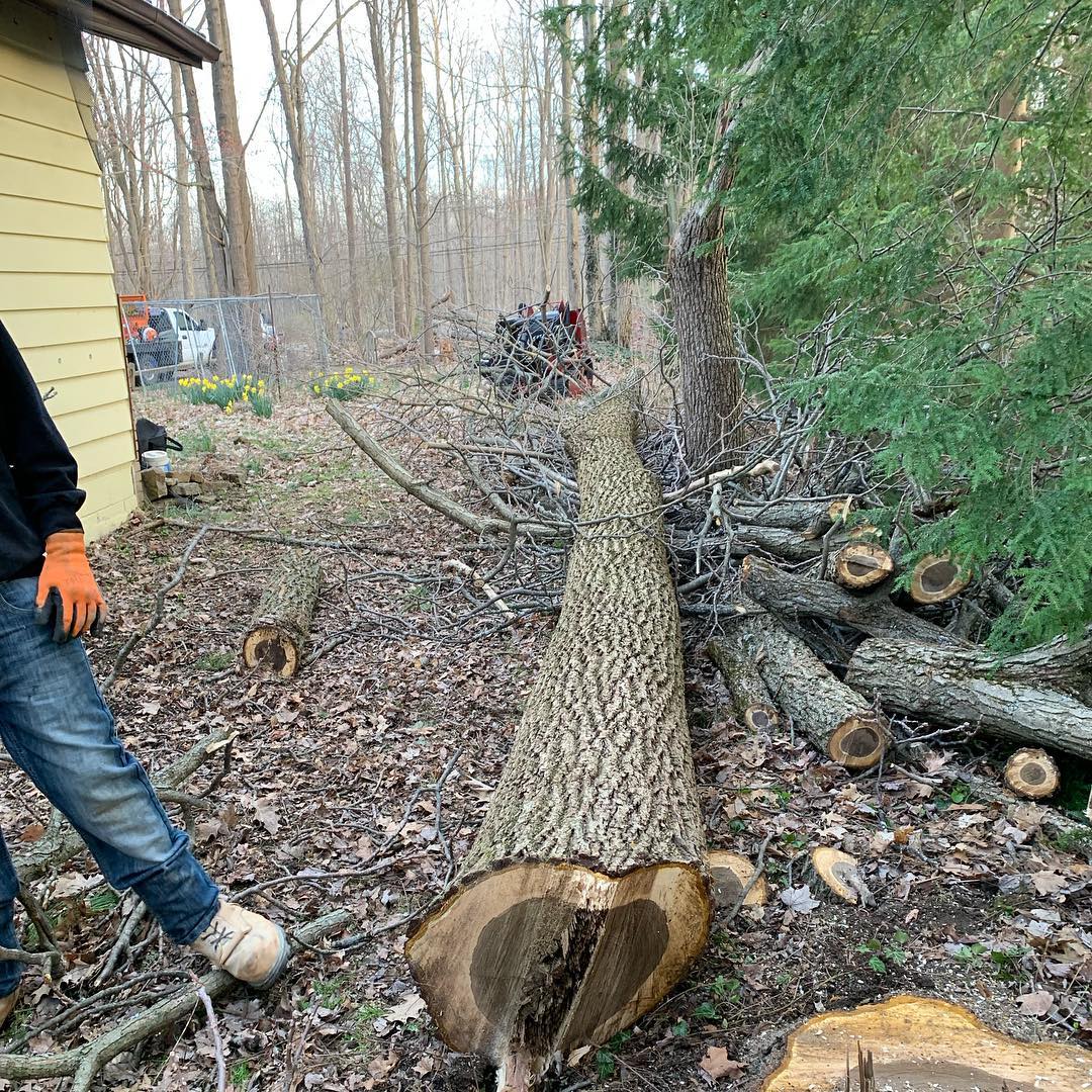 Reliable tree removal services in Northeas Ohio