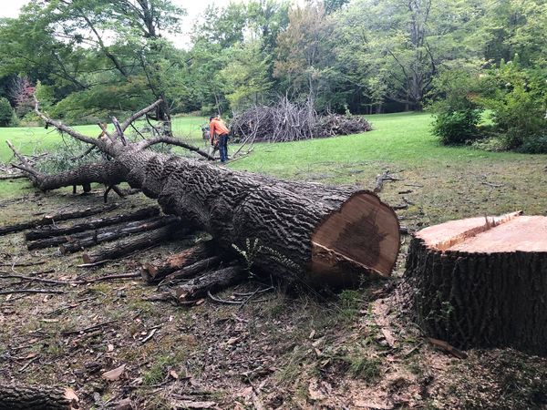 Affordable tree removal services in Northeas Ohio