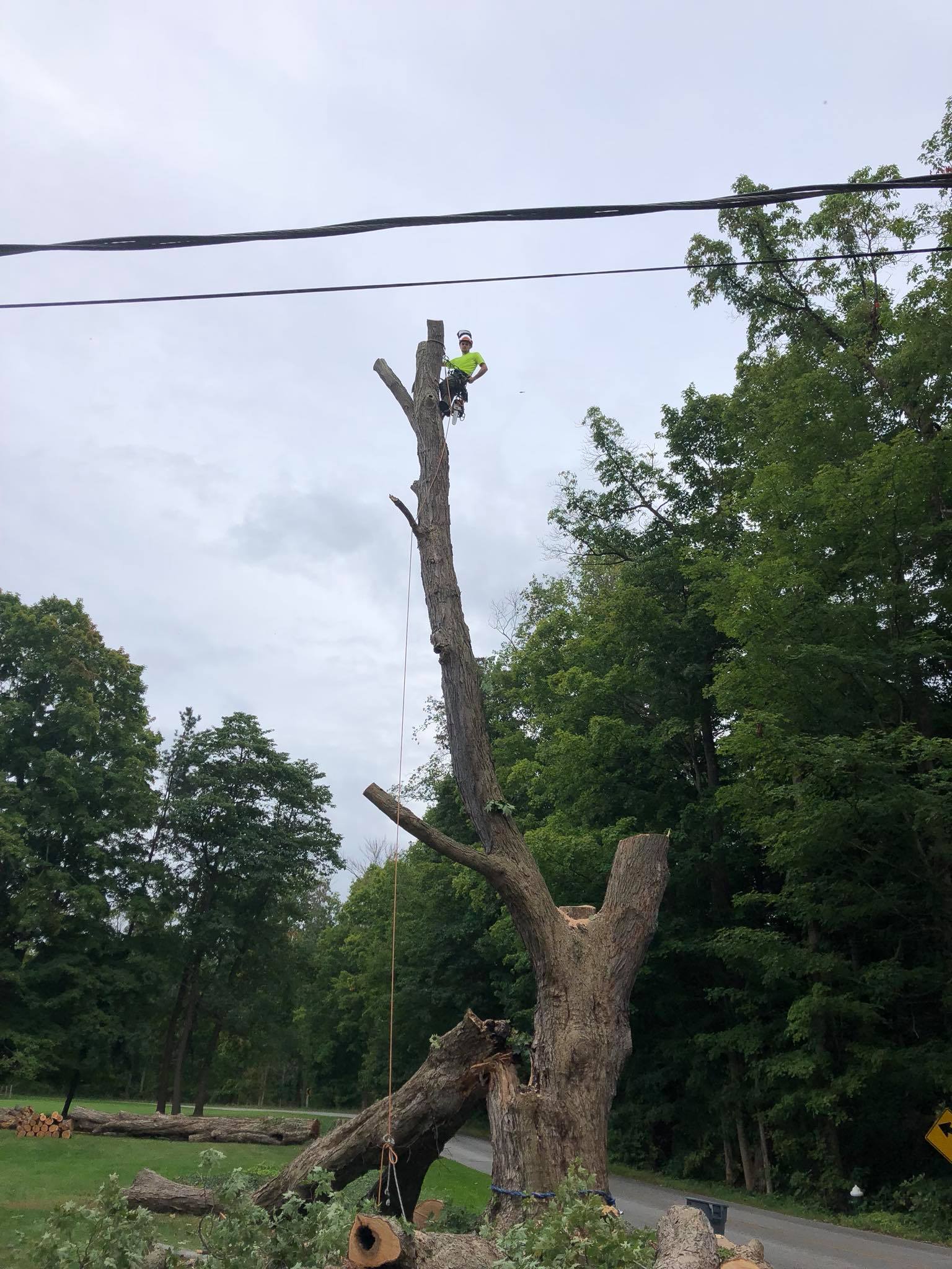 Tree removal services in Northeas Ohio