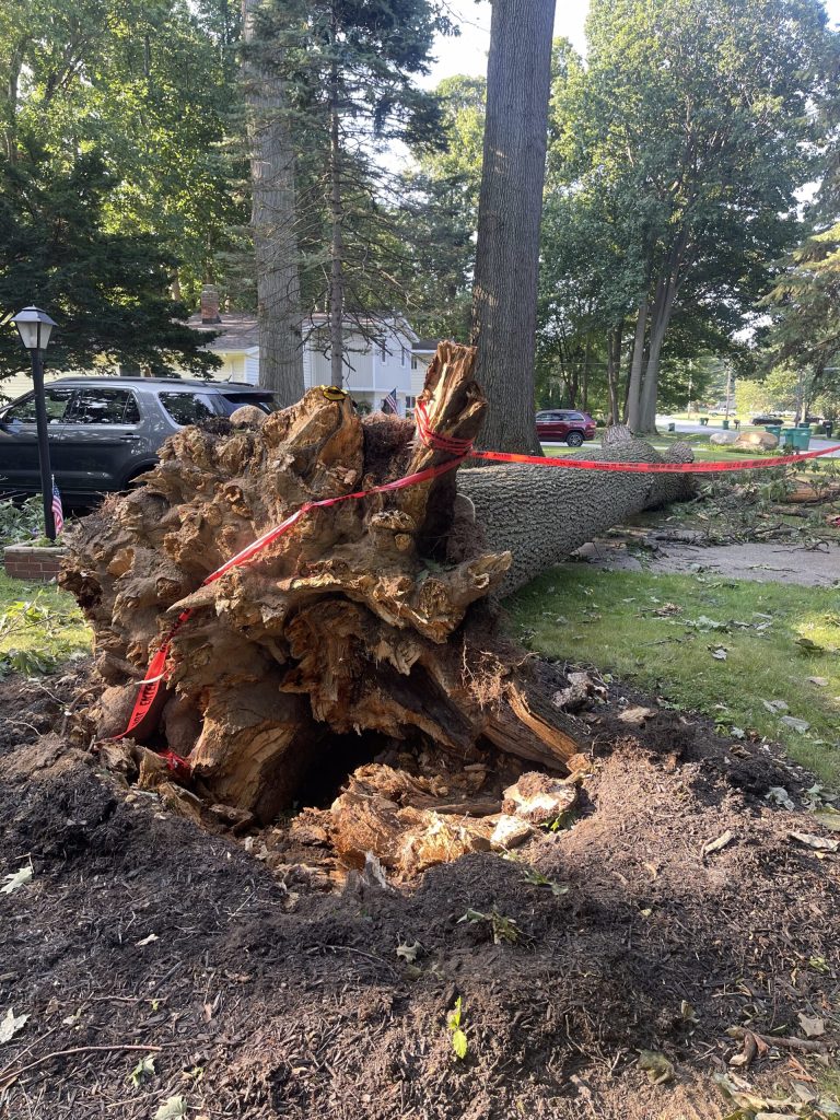 Large uprooted tree root ball pulled from the ground after storm damage