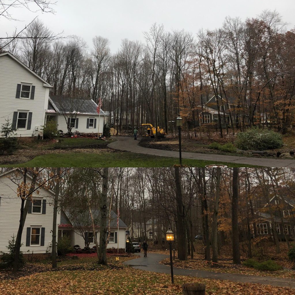 Before and after lot clearing beside a house in Northeast Ohio