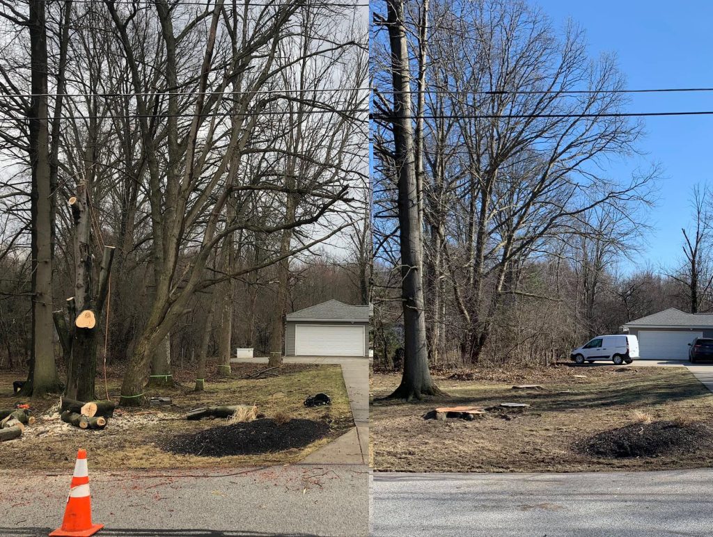 Wooded lot cleared of trees and brush, leaving open ground