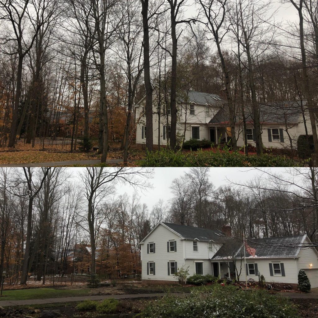 Before and after clearing overgrown trees from a residential property