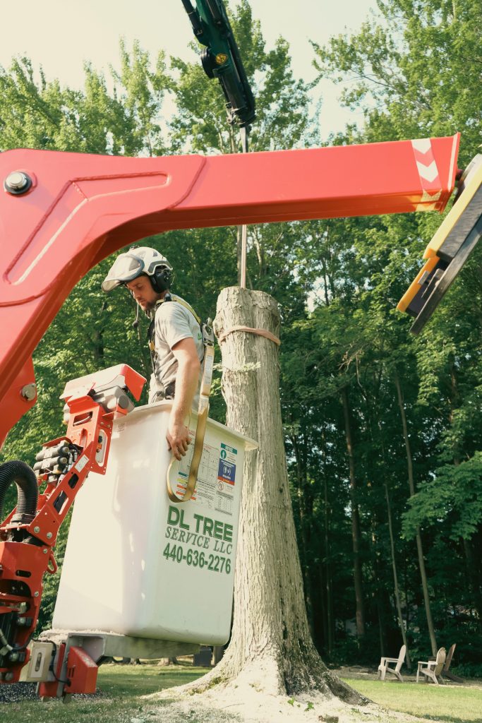 DL Tree Service climber on a spider lift cutting a large tree trunk