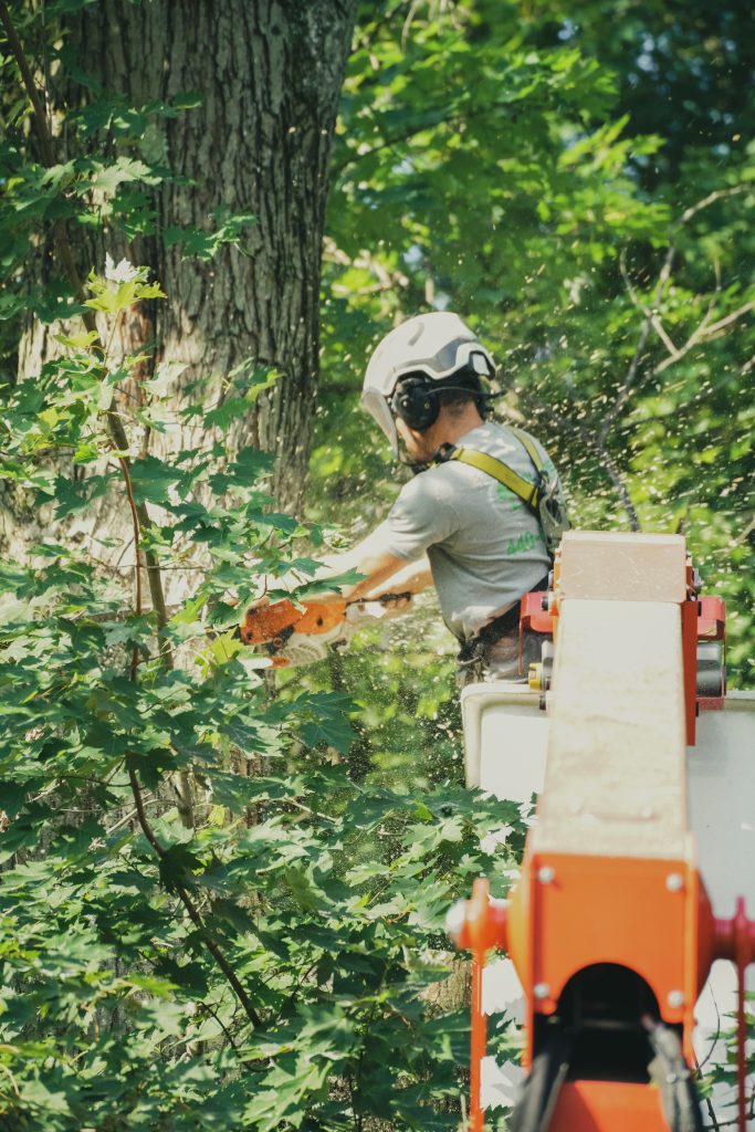 Arborist using a chainsaw from a lift high in a tree canopy