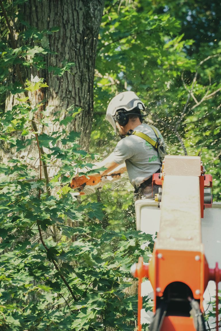 Arborist using a chainsaw from a lift high in a tree canopy
