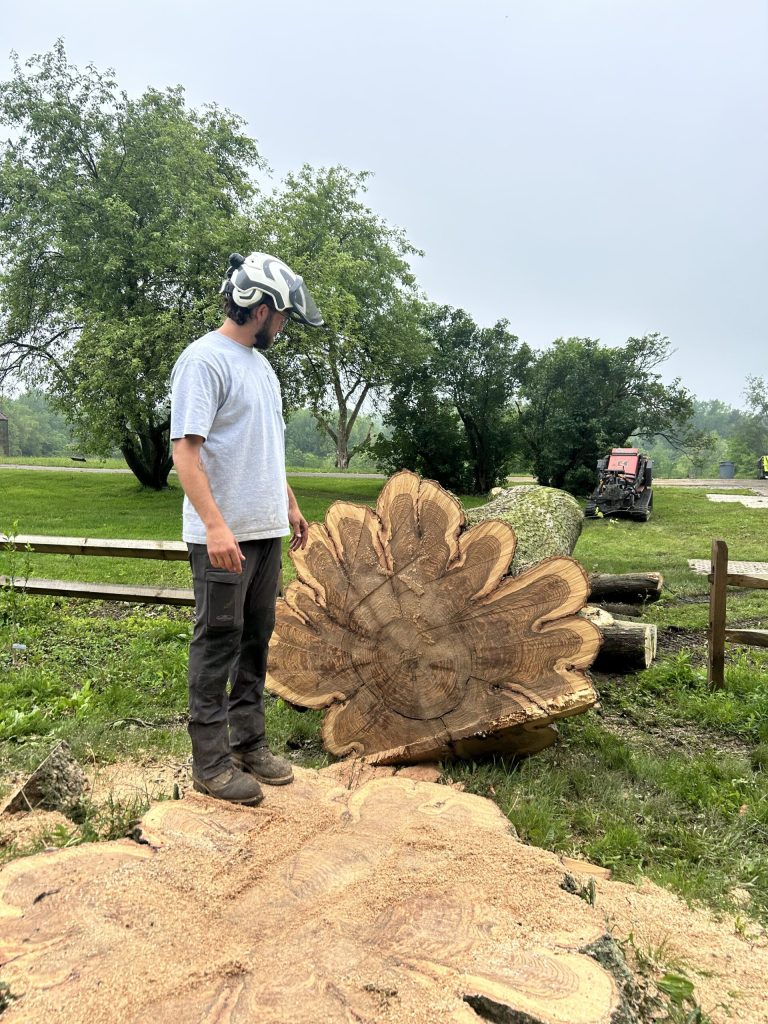 Tree crew member beside a large freshly cut trunk section