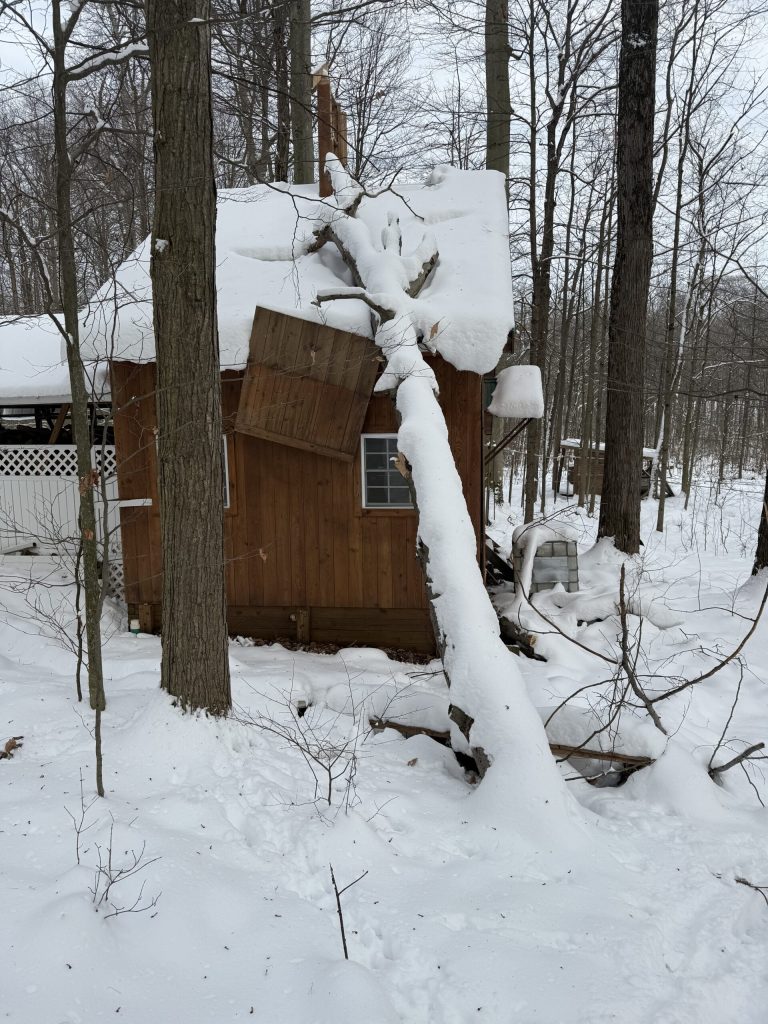 Tree fallen across a shed roof after a winter storm