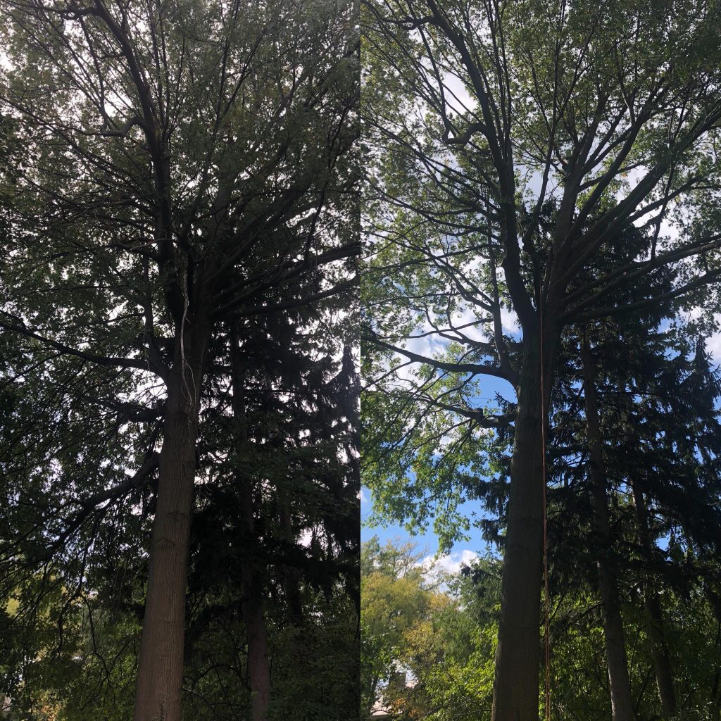 Before and after trimming tall mature trees