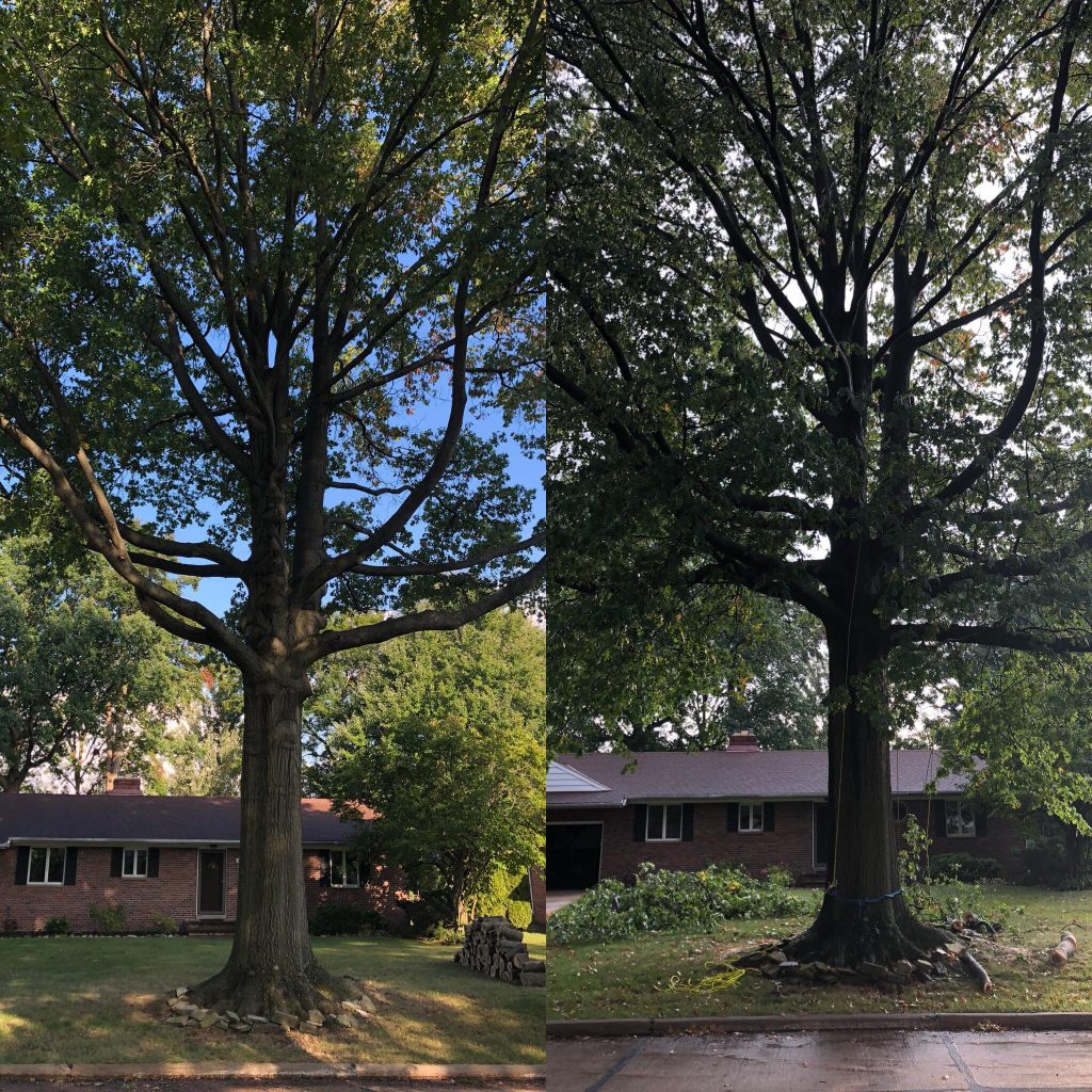 Before and after pruning a large shade tree over a ranch house