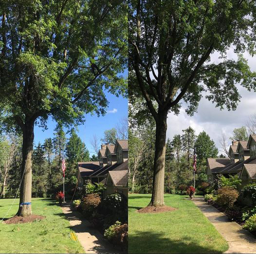 Before and after trimming a tree beside a driveway