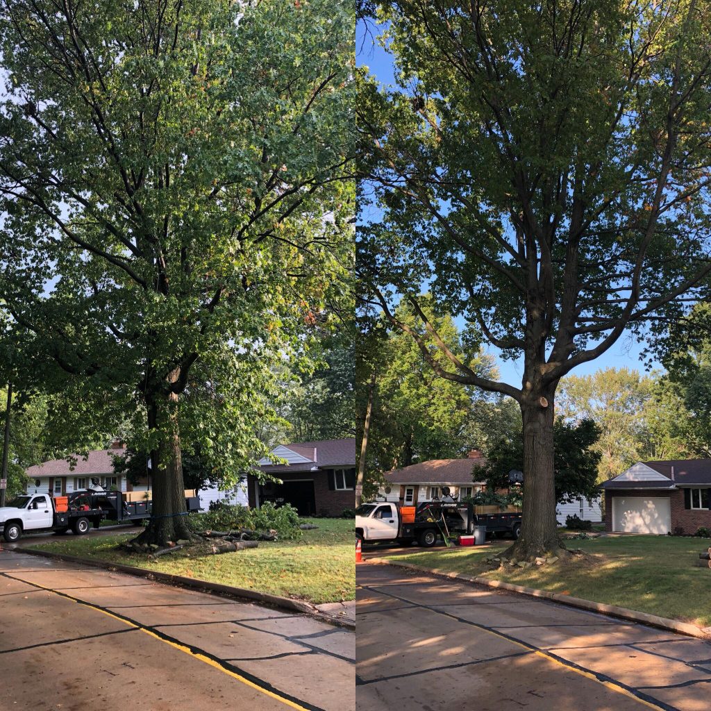 Before and after tree trimming along a residential street