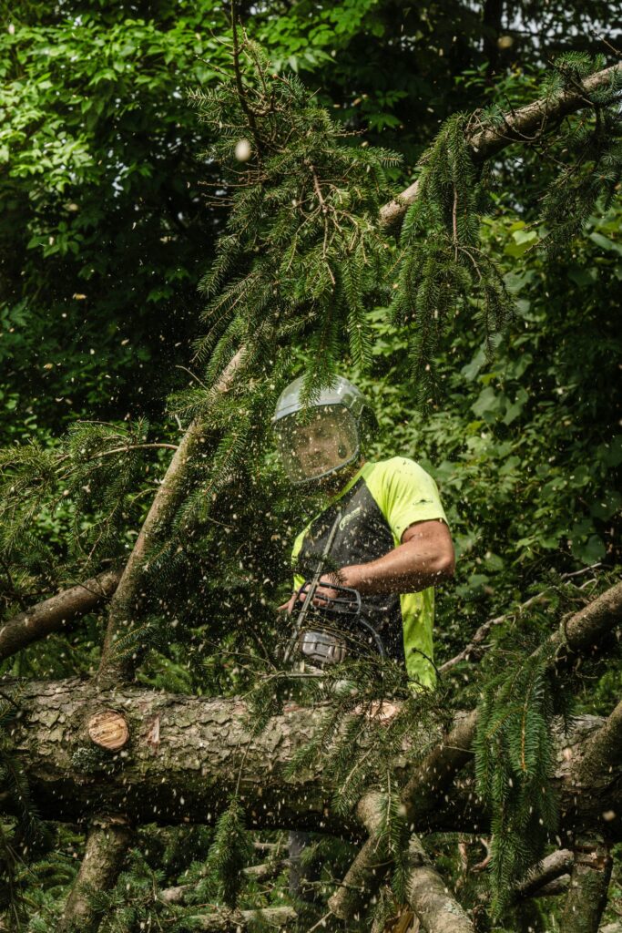 DL Tree Service climber cutting a limb in the canopy with sawdust flying