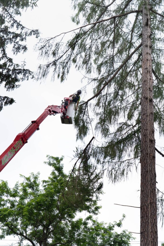 DL Tree Service climber working from a spider lift high in a tall pine during a removal