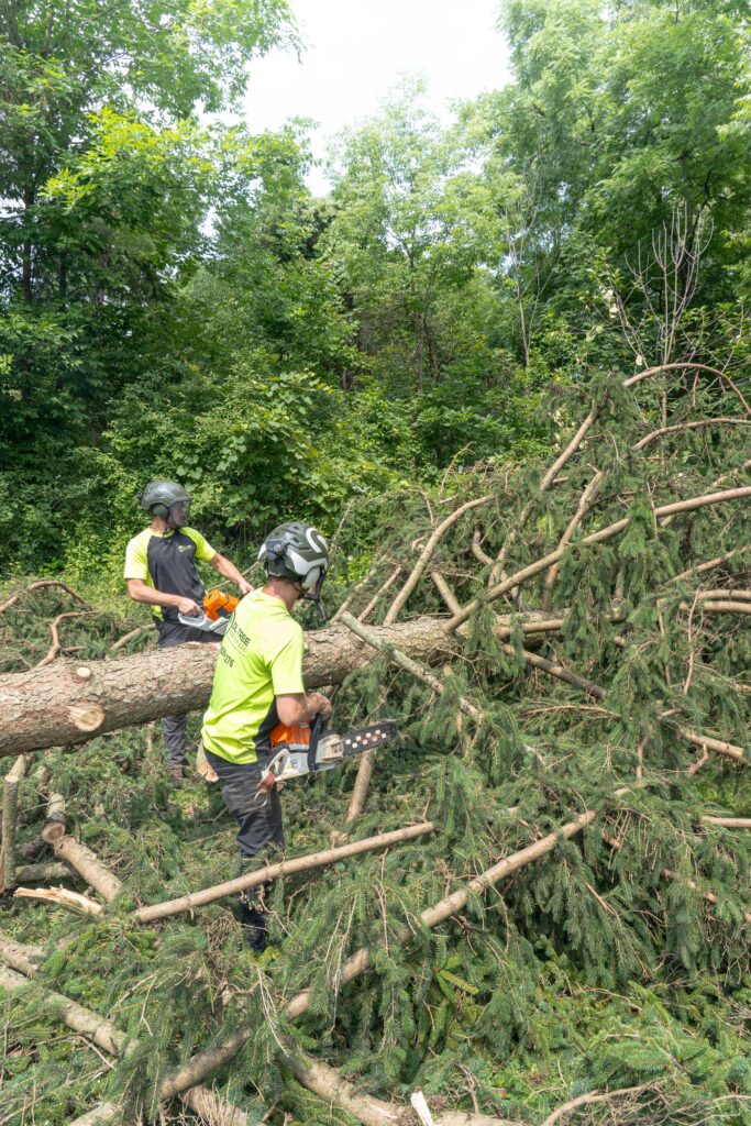 Two DL Tree Service crew members sectioning a large felled spruce with chainsaws